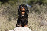 CAVALIER KING CHARLES 273